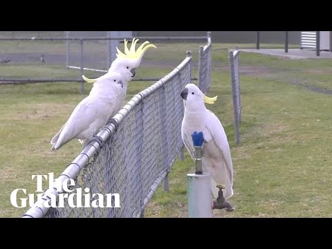 Sulphur-crested cockatoos observed using bubblers in western Sydney