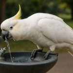 Ingenious Cockatoos Outsmart Sydney’s Drinking Fountains—And The Viral Video Is Unbelievable
